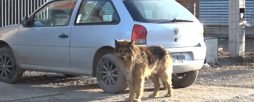Las protectoras de Río Grande acumulan $15 millones de deuda veterinaria